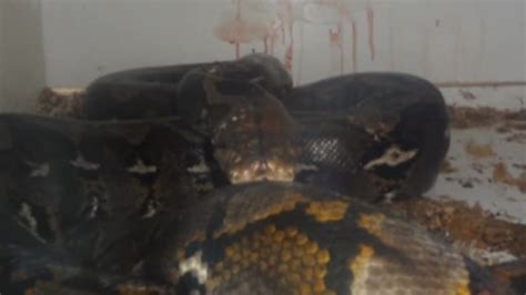 911 call captures panic as python attacks owner - CNN Video