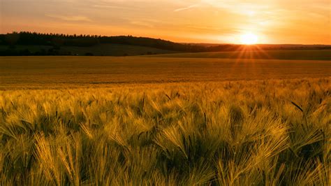 Field Summer Sunset Wallpaper, HD Nature 4K Wallpapers, Images, Photos and Background