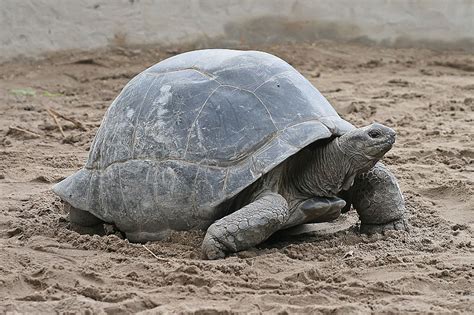 Sakepedia: Aldabra giant tortoise