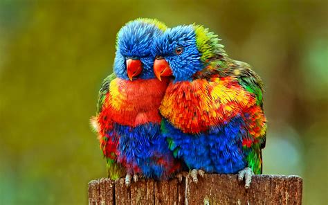 BIRD [27] for SweetWitchy [12march2014wednesday] [VersionOne] [093647] lovebirds Fonds d'écran ...