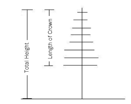 5.3 Live Crown Ratio – Forest Measurements: An Applied Approach