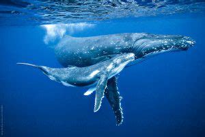 Annual Humpback Whale Migration – East Coast Australia - Ocean Life ...