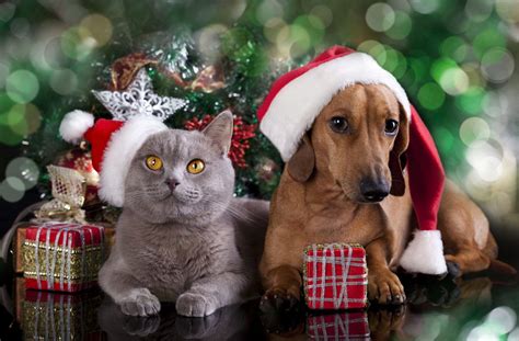 Cat And Dog Christmas Wallpapers - Wallpaper Cave