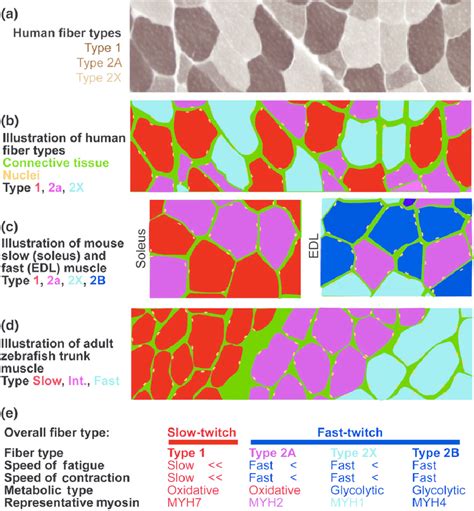 | Skeletal muscle fiber types. (a) Section of human muscle, where fiber ...