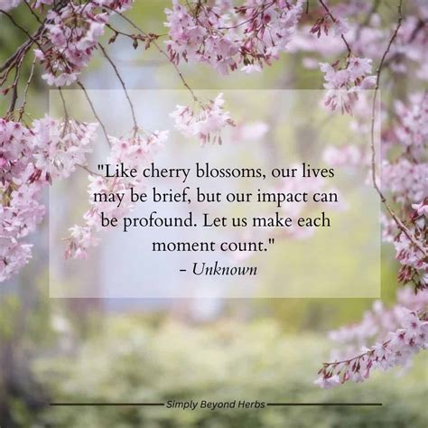 200 Beautiful Cherry Blossom Quotes: Sakura quotes - SimplyBeyondHerbs