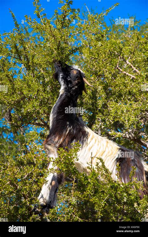 goats eating nuts of Argan tree for the famous argan oil in Essaouira ...