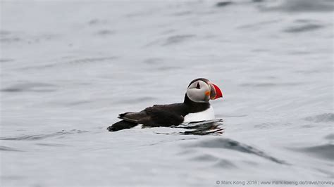 Norway places & views # 10: Bird watching boat tour at Runde island ...