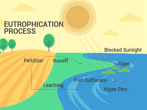 How Does Eutrophication Work? Causes, Process and Examples - Earth How