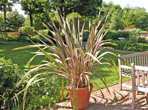 10 Great Ornamental Grasses to Grow in Containers