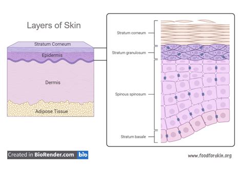 Stratum Corneum – Food for Skin