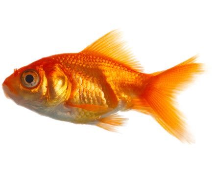 Goldfish PNG