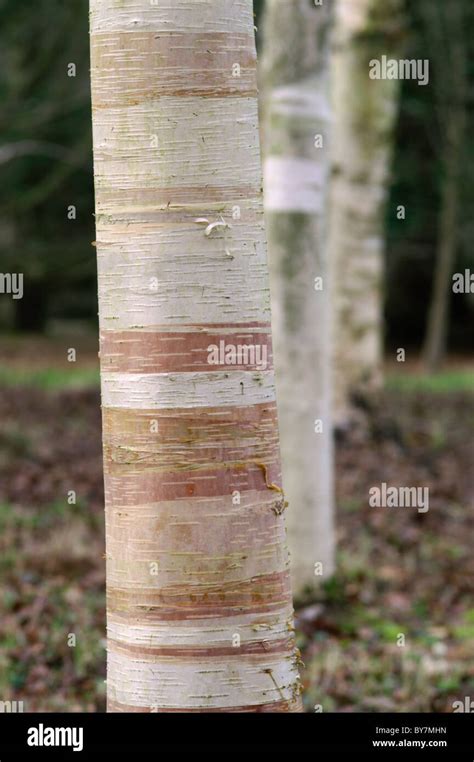 BETULA PAPYRIFERA BARK DETAIL Stock Photo - Alamy