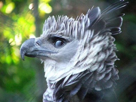 The Harpy Eagle Is A Reminder That Mythological Creatures Do Exist ...