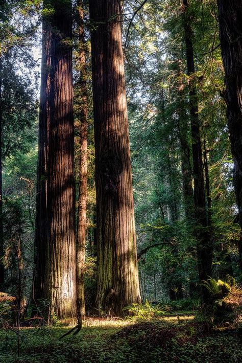 1000+ images about The Redwood Forest ♥ on Pinterest | California, Forests and Muir woods ...