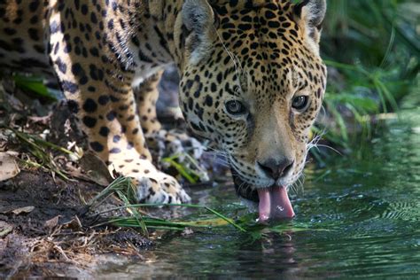 Jaguar population is increasing in Mexico - The Yucatan Times