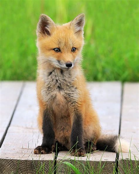 Red Fox by Tony Beck | Pet fox, Fox pups, Cute animals