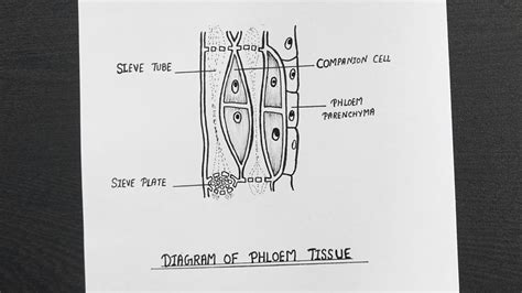 Phloem Diagram