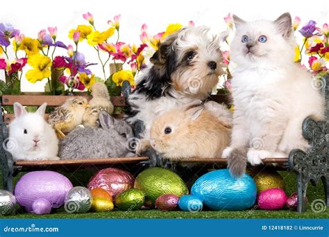 Easter Puppy, Kitten, Bunnies And Chicks Stock Photo - Image of pets, lawn: 12418182