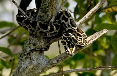 Burmese Python - Description, Habitat, Image, Diet, and Interesting Facts