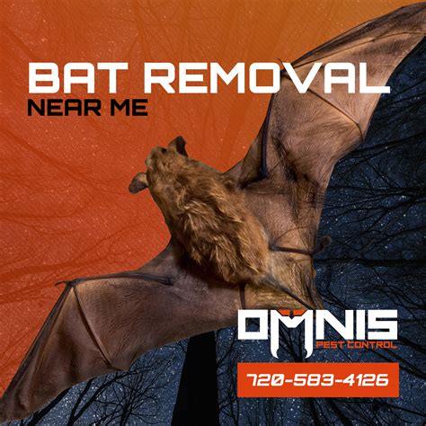 Bat Removal Near Me - OMNIS Pest Control