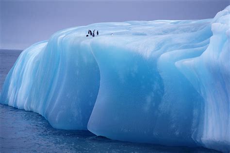 Antarctica, Weddell Sea, Chinstrap Penguins Resting On Blue Iceberg ...