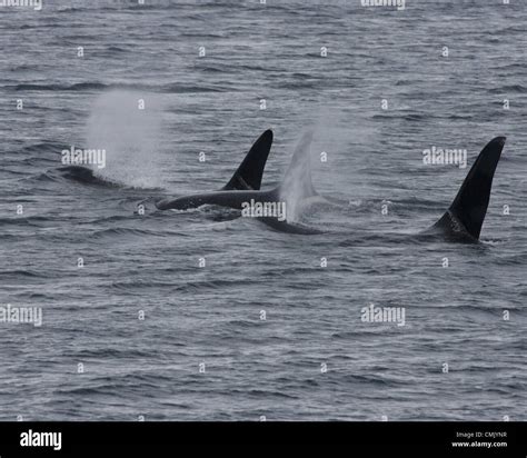 July 1, 2012 - Alaska, US - Part of a pod of Orca Whales (Orcinus Stock Photo, Royalty Free ...