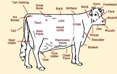 Label the External Parts of the Beef Cow on the Diagram Below - Gordan Doultitene