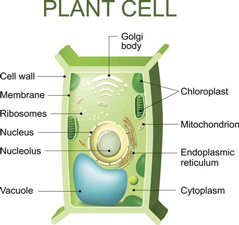 Vacuole Facts - Biology Wise