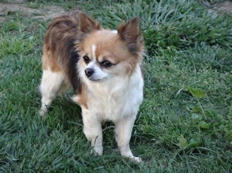 Long Coat Chihuahua for Sale in Leesville, California Classified ...