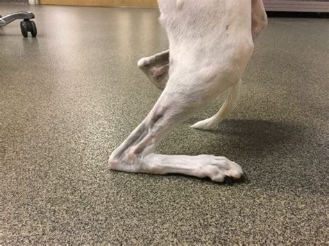 Achilles Tendon Injuries - North Georgia Veterinary Specialists | North Georgia Veterinary ...