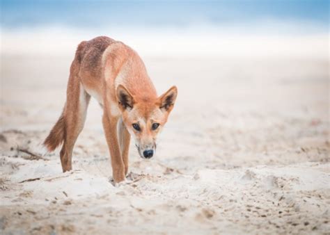 Dingo-proof fence to be erected on Fraser Island - Great Walks