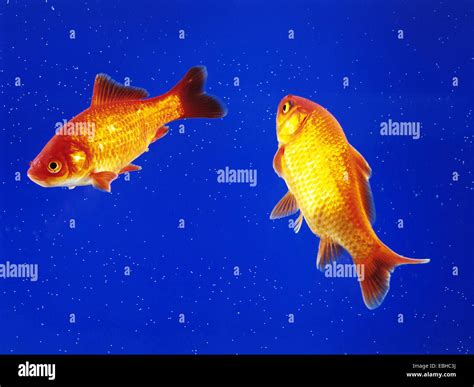 goldfish, common carp (Carassius auratus), two goldfishes in an aquarium Stock Photo - Alamy