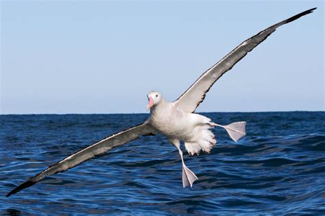 what's the biggest bird? - Animal workshops and parties for fun, education and amazement