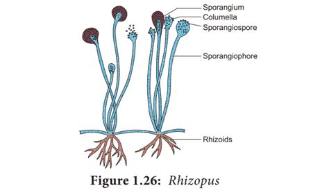 Rhizopus Structure