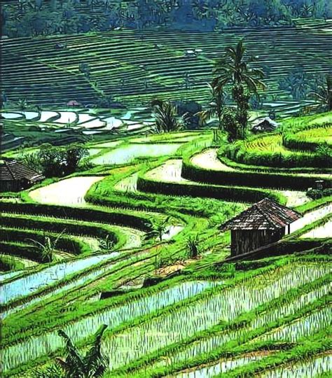 tHomBloG: pemandangan bali, sawah bertingkat-tingkat indah dan menawan