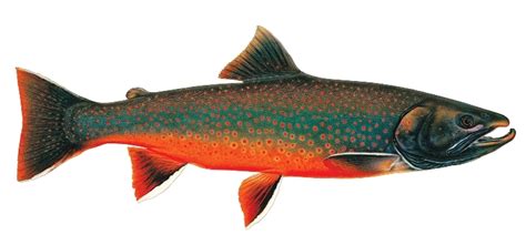 Dolly Varden – Western Native Trout