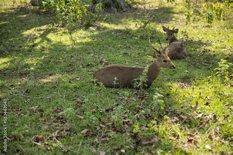 Two small Palawan deer lie in a sunlit meadow with shrubs. Stock Photo | Adobe Stock