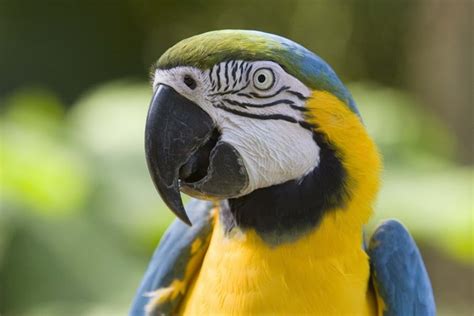 Scientists solve mystery of Talking Parrots, it's the different Brain Structure