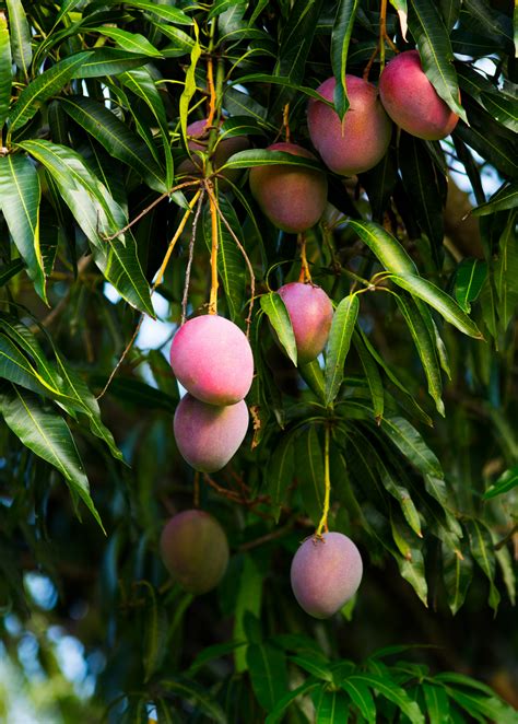 'Haden' Mango (Mangifera indica) | Tropical Fruit Tree | Sow Exotic