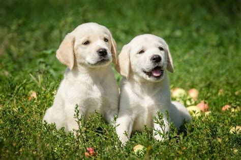 The 8 Best Labrador Breeders in the UK!