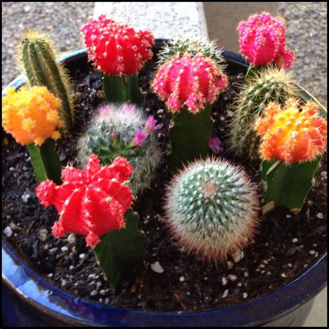 Mini Cacti garden I made this week. I'm quite in love! M.B.J. # ...