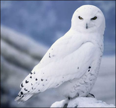 Snowy Owl Wallpapers - Wallpaper Cave