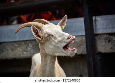 Funny Goat Photos, Images & Pictures | Shutterstock