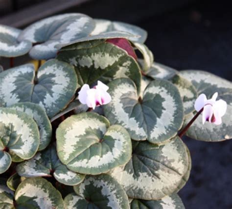 Edelweiss Perennials. Cyclamen coum f. albissimum Marbled Leaf