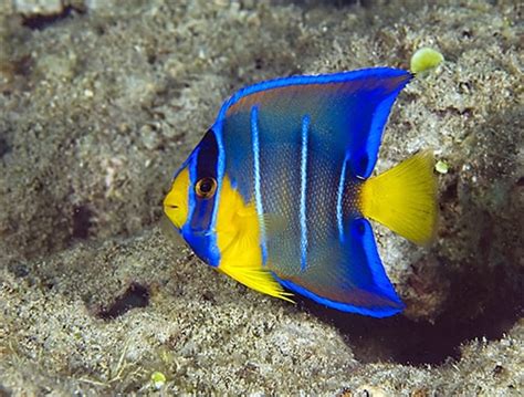 Saltwater Angelfish Care Guide - Fishkeeping Advice