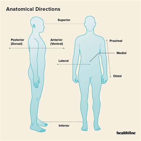 Difference Between Sagittal And Midsagittal Sagittal Vs