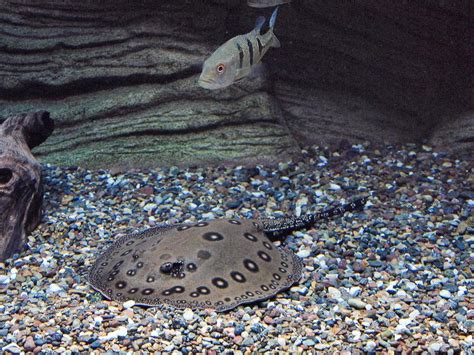 Spotted Stingray, Waikiki Aquarium. Oahu - Jess & Jer's Pictures From Hawaii (Oahu and the Big ...