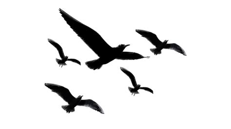 Black Flying Birds Silhouette Design, Flying Birds, Flying Birds Vector, Bird PNG and Vector ...