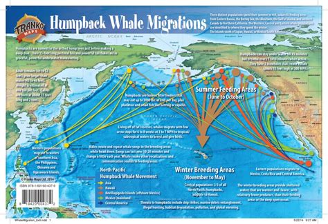 Whale Migration Routes