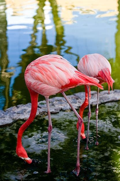 Flamingo Feeding